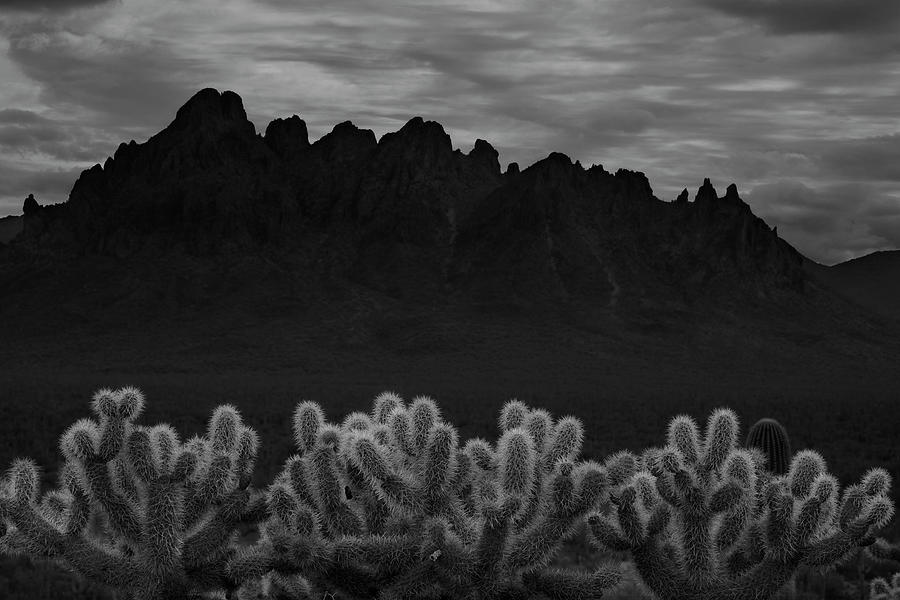 Nature Photograph - Teddy Bear Cholla in the Silverbell Mts., Arizona by Dave Wilson