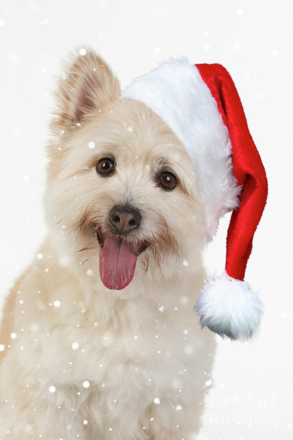 dog christmas headwear