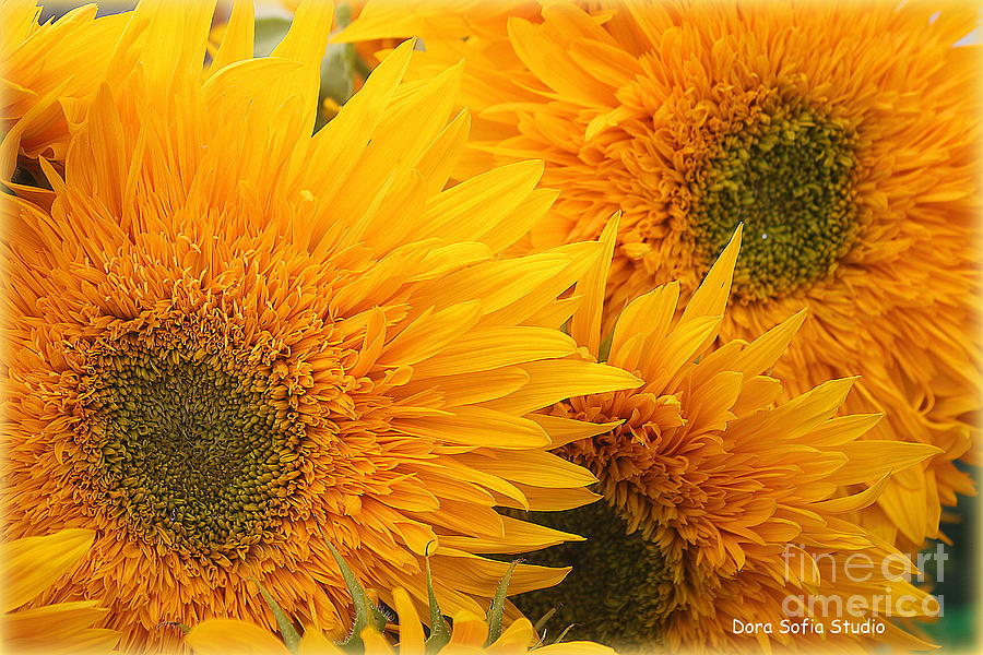 Teddy Bear Sunflowers Photograph by Dora Sofia Caputo