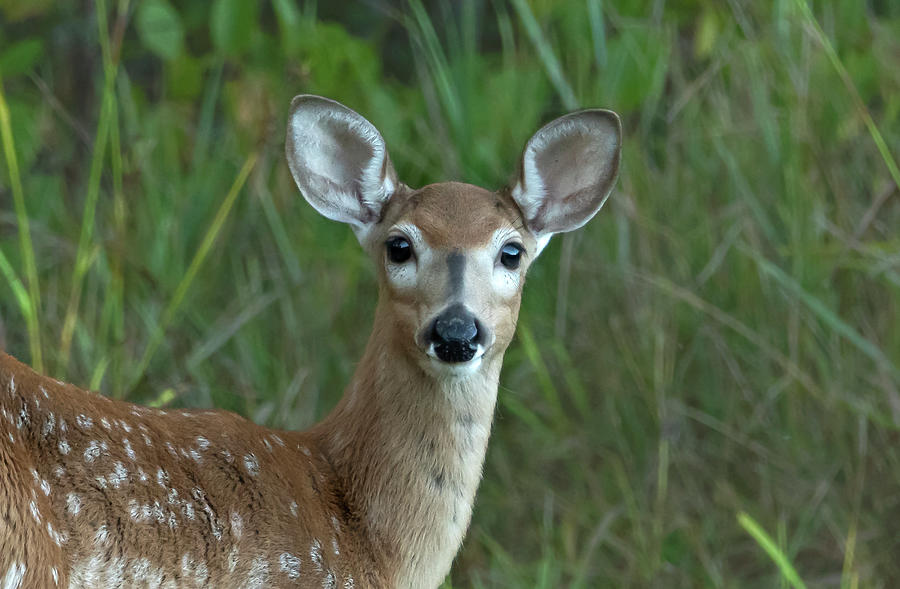Teenage Deer in Tall Grass Photograph by Sandra Js