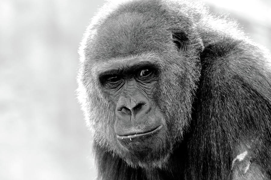 Teenage Gorilla Photograph by Joseph Kling | Pixels