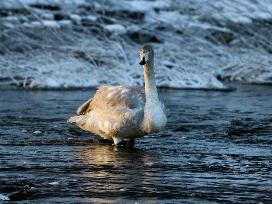 Teens teens. Whooper swan Photograph by Jouko Lehto