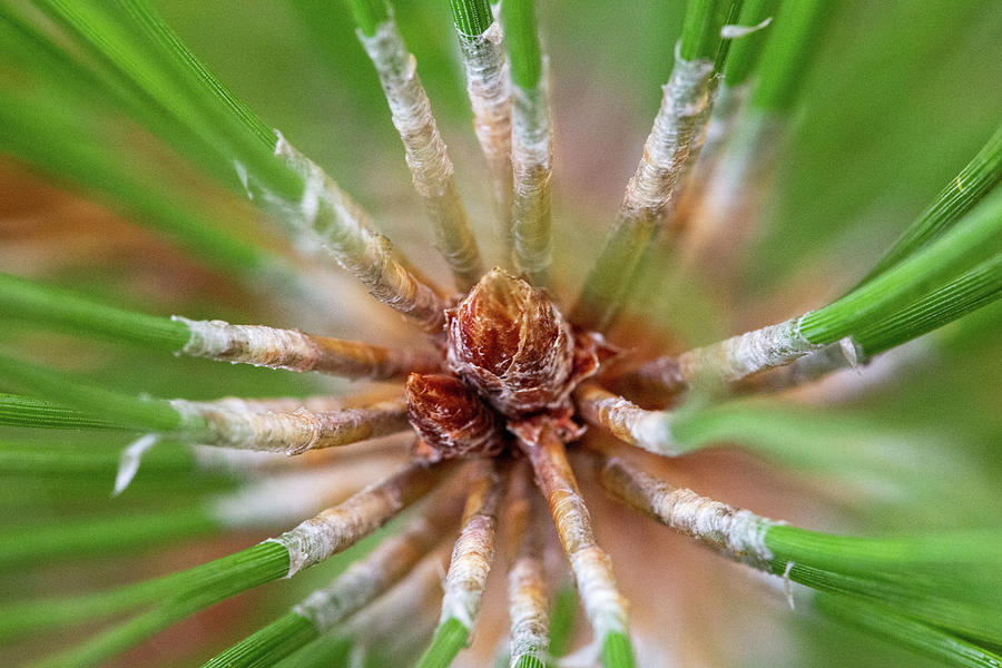 Macro Photograph - Teeny Tiny Pine Cone by Marj Esch Macro Photograph - Teeny Tiny Pine Cone by Marj Esch
