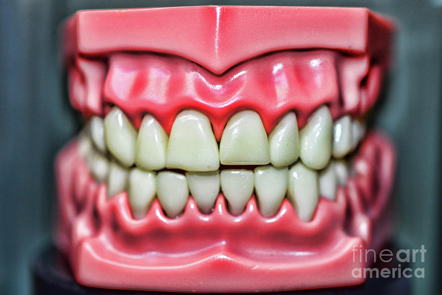 Teeth show those pearly whites Photograph by Paul Ward - Fine Art America