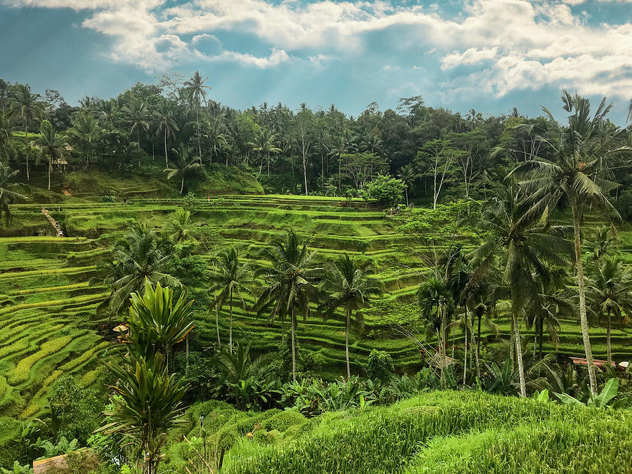 Tegalalang Rice Terraces, Ubud Bali Photograph by Christine Ley