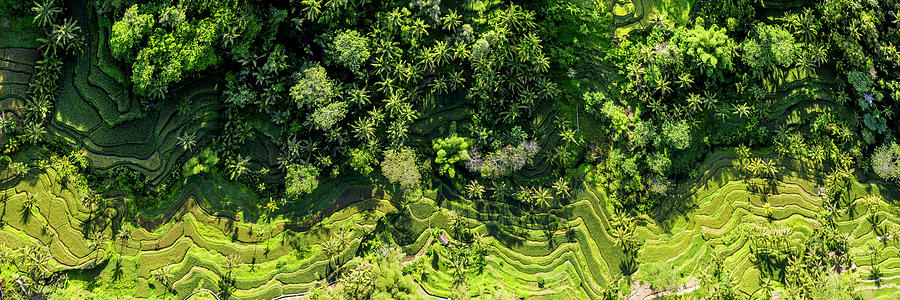 Tegallalang Rice Terrace aerial bali indonesia Photograph by Sonny Ryse