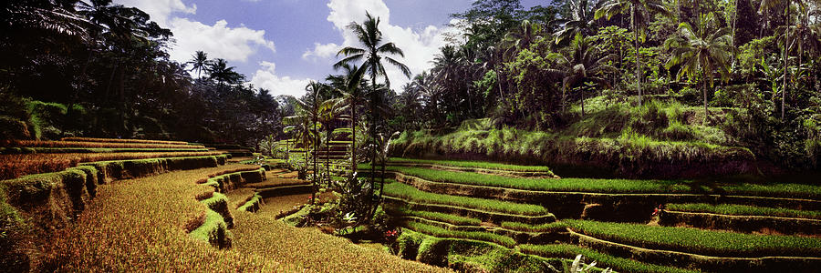 Tegallalang Rice terraces Photograph by Sonny Ryse