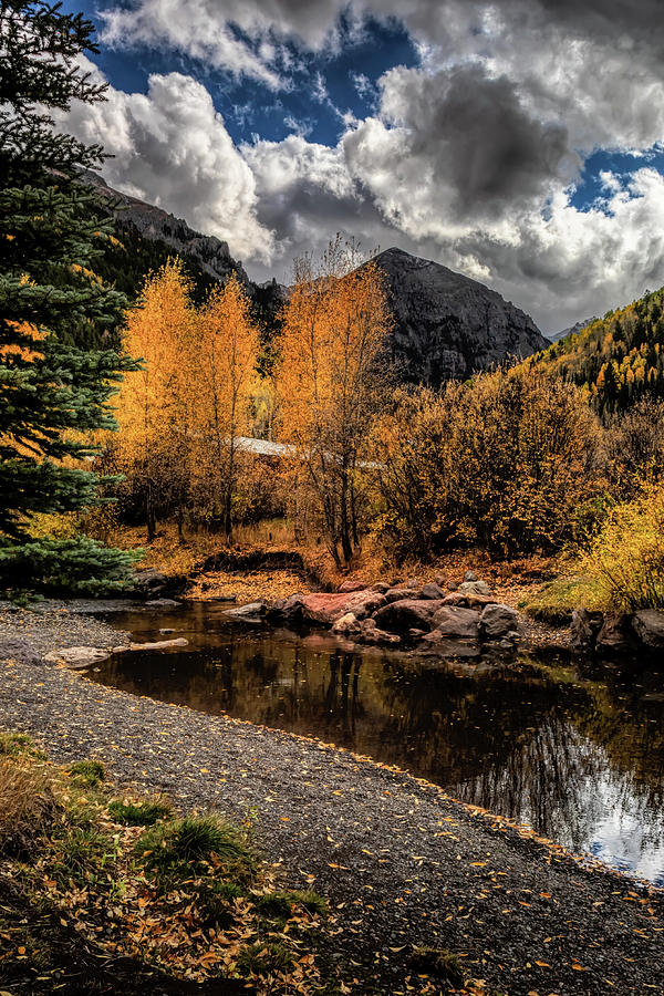 Telluride Aspen Autumn Effervescence Photograph by Norma Brandsberg ...