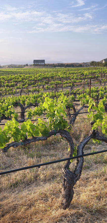 Wine Photograph - Temecula Vineyard and House by William Dunigan