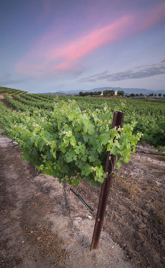 Wine Photograph - Temecula Vineyard and Pink Cloud by William Dunigan