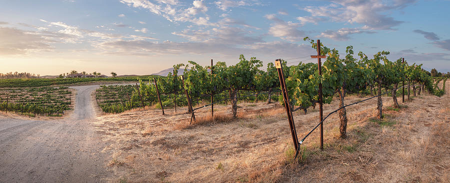 Wine Photograph - Temecula Vineyard on Rolling Hills by William Dunigan