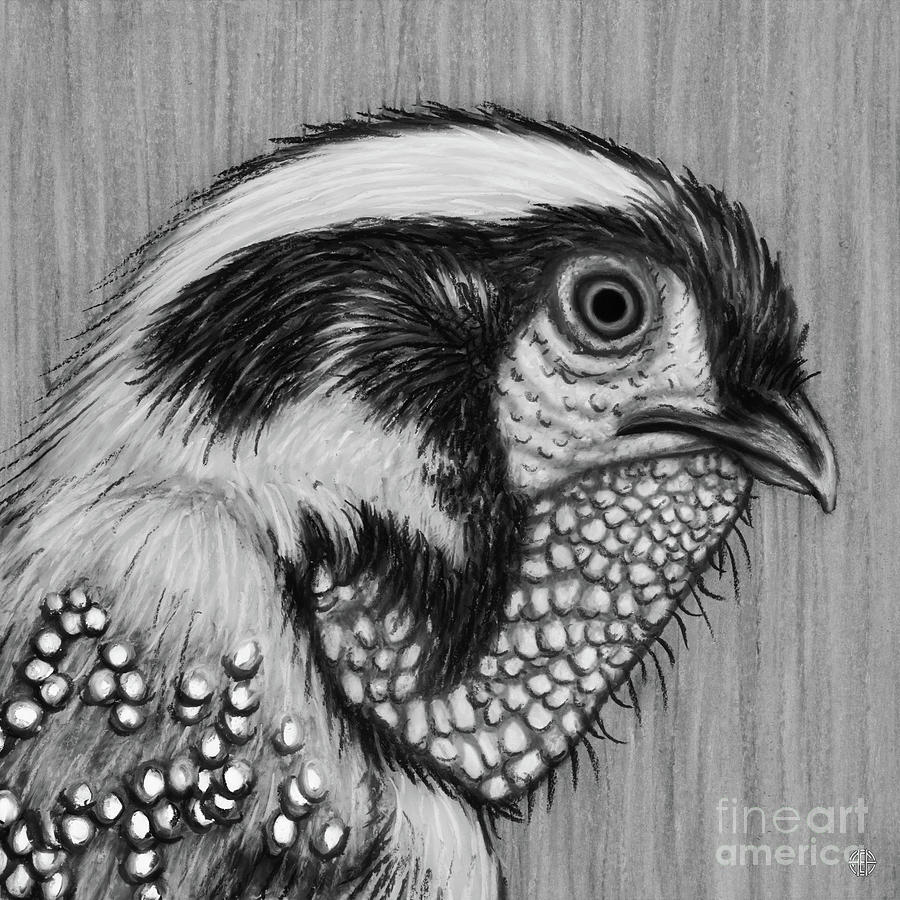 Temmincks Tragopan. Black and White Drawing by Amy E Fraser
