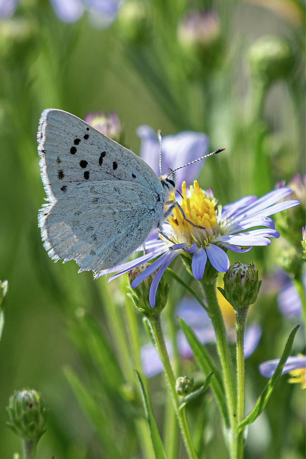 Temp - Wyoming Moth 3 Photograph by Brian Morefield - Prose Imagery ...