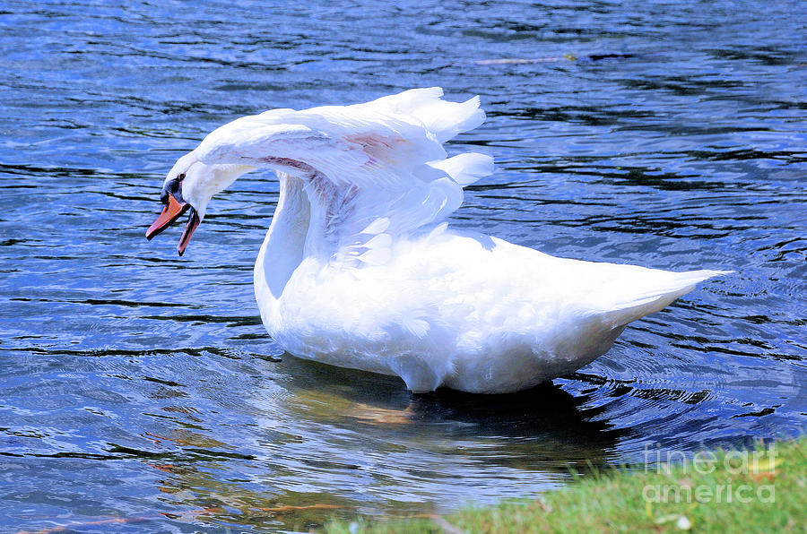 Temper Tantrum  .. Swan  Photograph by Elaine Manley