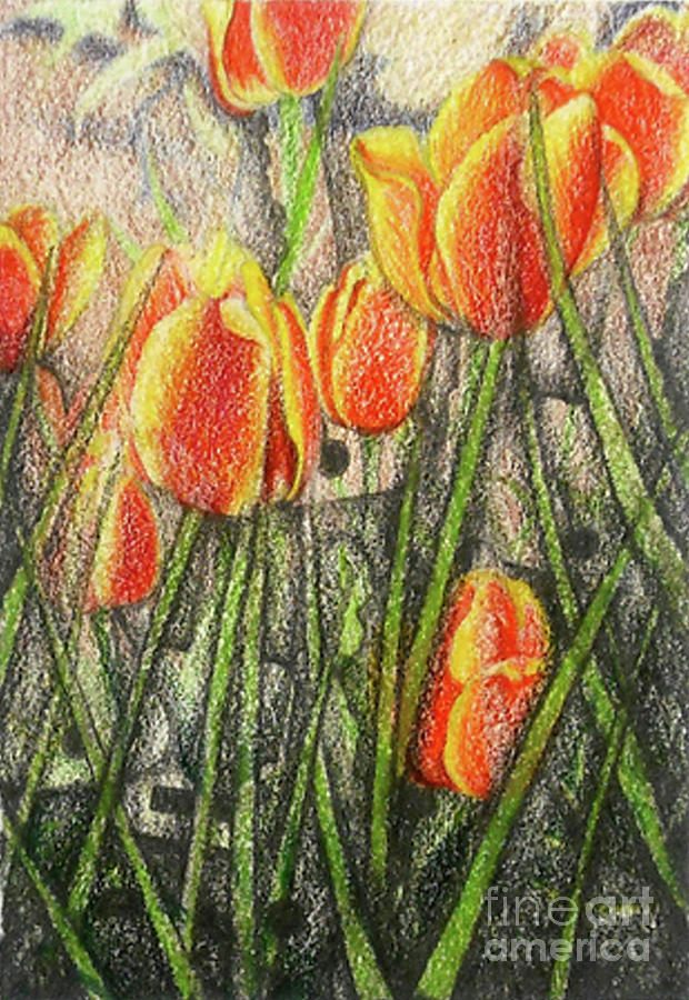 Tempest in a Tulip Patch Drawing by Ceilon Aspensen
