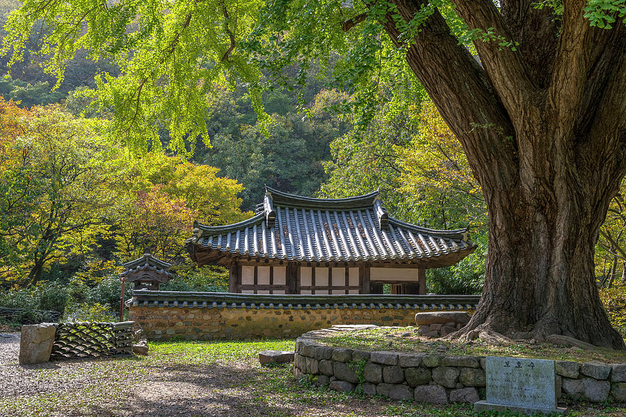 Tree Photograph - Temple in South Korea by Son Nguyen