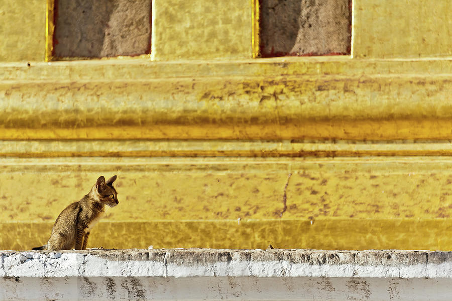 Temples cat, Myanmar Photograph by Lie Yim