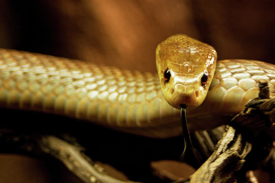 Snake Photograph - Tempter by Andrew Paranavitana