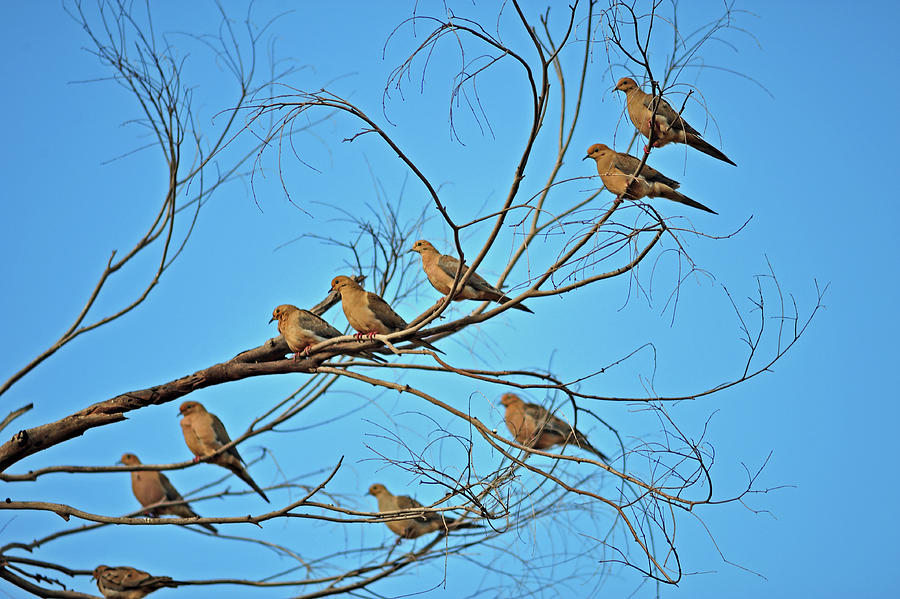 Ten Doves In A Branch - Mourning Doves Photograph