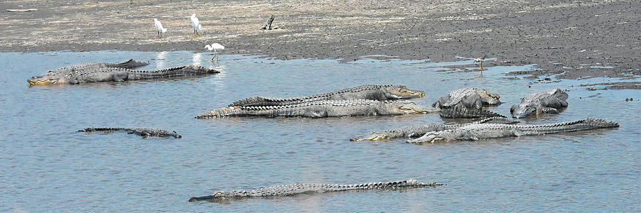 Ten Gators Photograph by Jerry Griffin
