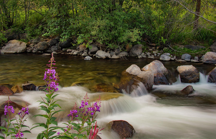 Ten Mile Creek Flowers Photograph by Brian Howerton