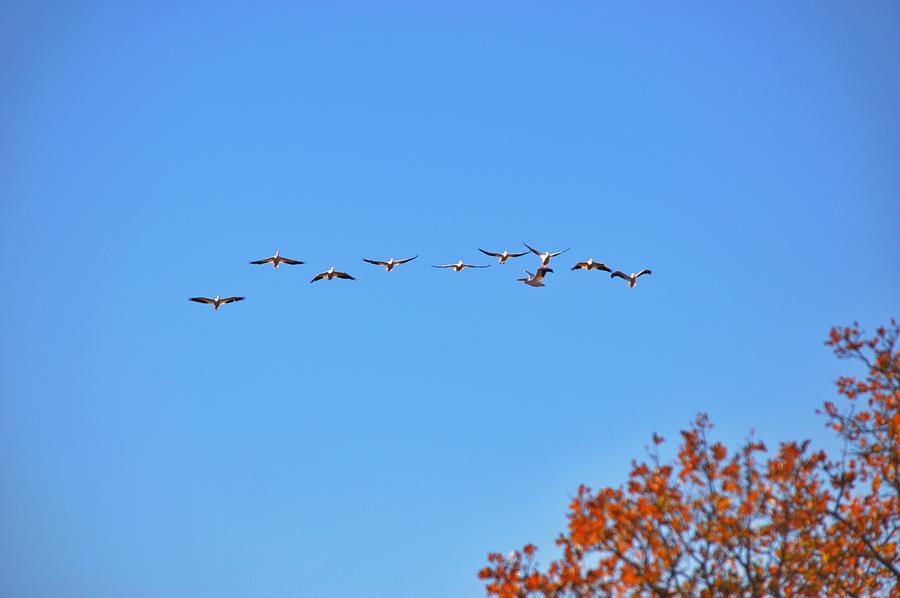 Ten Pelicans One Rebel in Sky Fly By Photograph by Gaby Ethington
