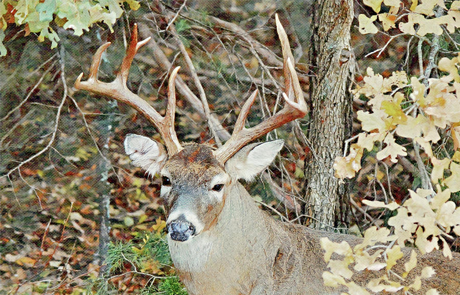 Ten Point Buck Deer Close Up Digital Art by Gaby Ethington - Fine Art ...