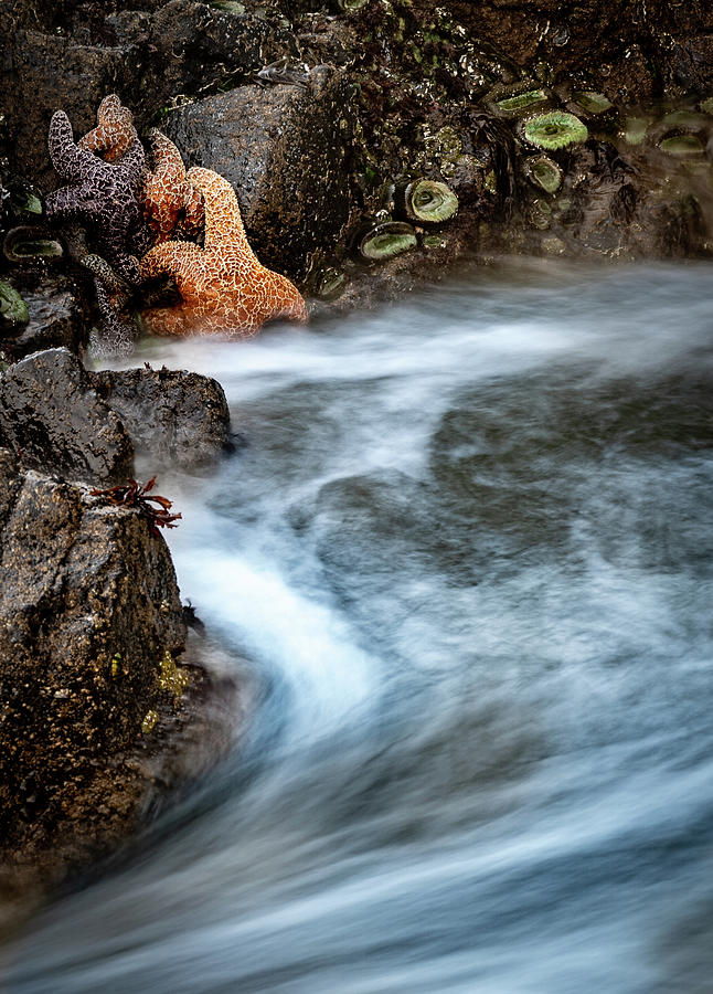 Tenacious Photograph by Douglas Fraser Smith Tenacious Photograph by Douglas Fraser Smith