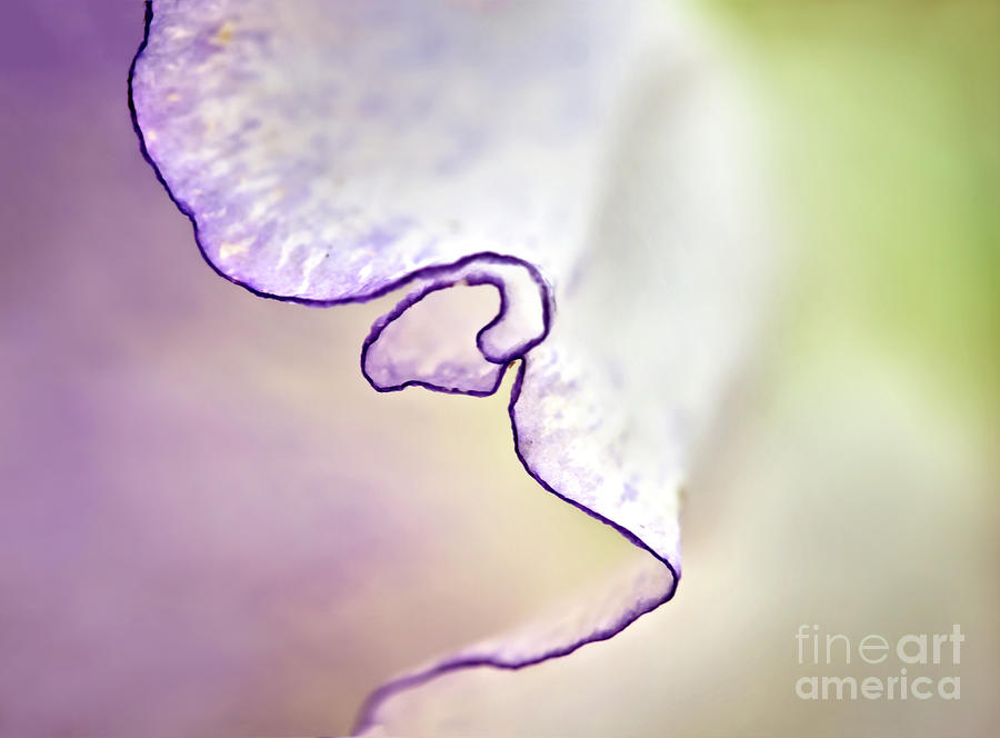 Tender Abstract, sweet pea flower macro photography Photograph by Tatiana Bogracheva
