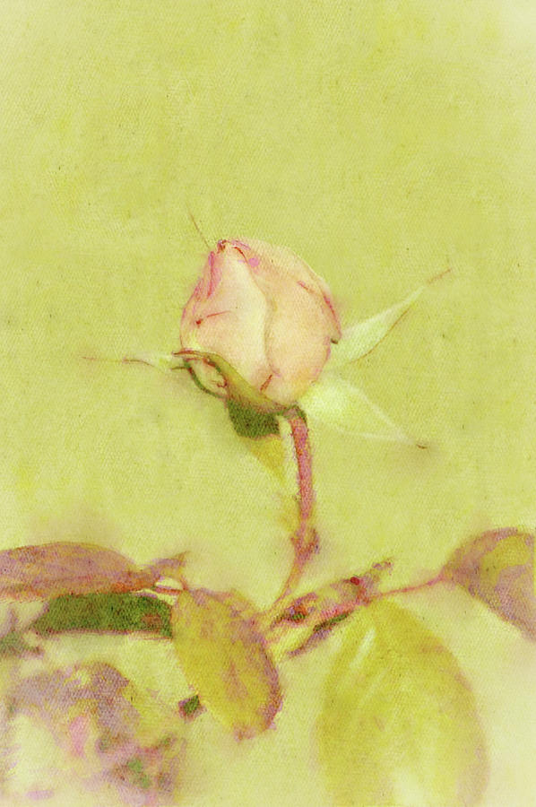 Tender and Soft Rose Bud Emerging Digital Art by Gaby Ethington