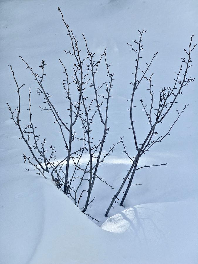 Tender Branches in Snow Photograph by Amelia Racca