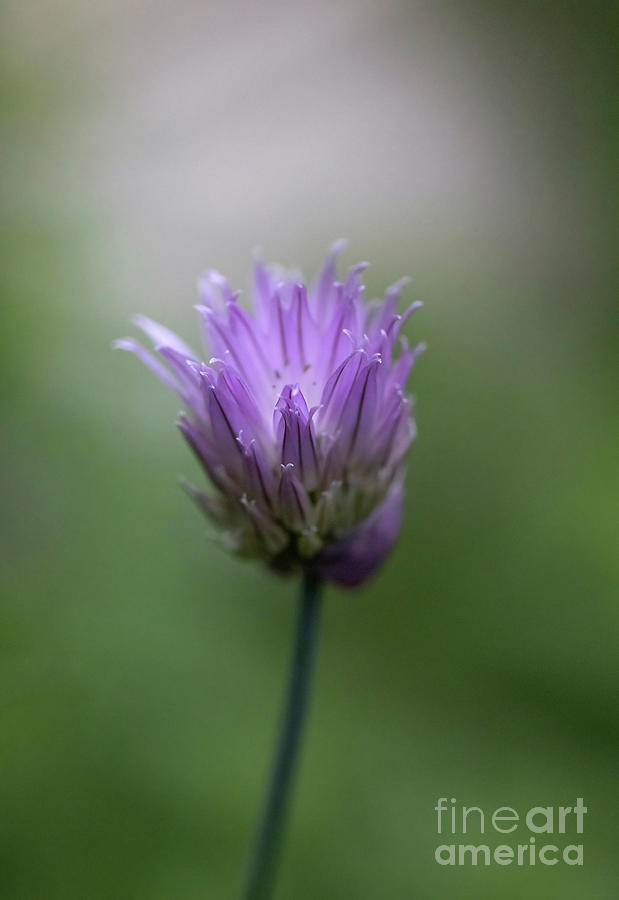 Tender Chive Blossom Photograph by Diane Diederich