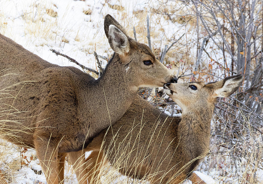 Tender Doe and Fawn Photograph by Steven Krull