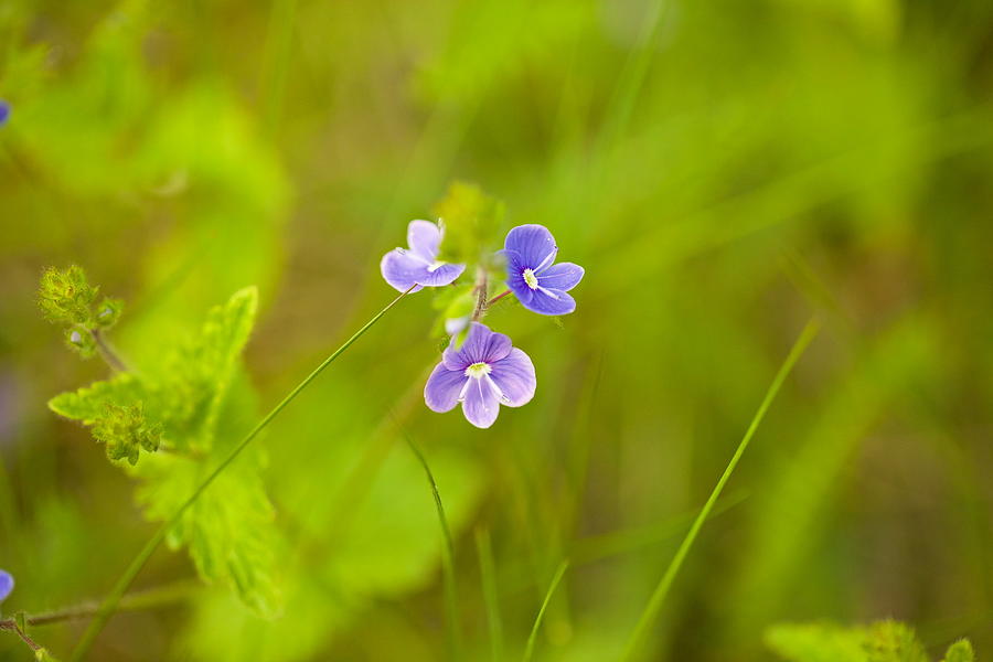 Mystic Blue Flower / Latvia   Photograph by Aleksandrs Drozdovs