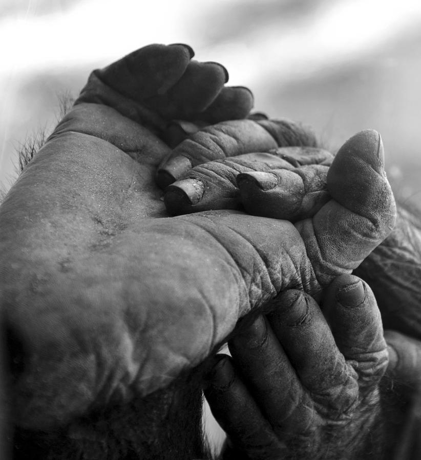 Tender hands Photograph by David Lee Thompson