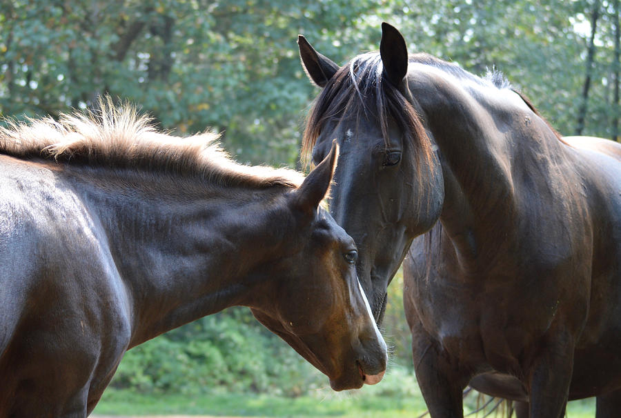 Tender Moment Photograph by Listen To Your Horse