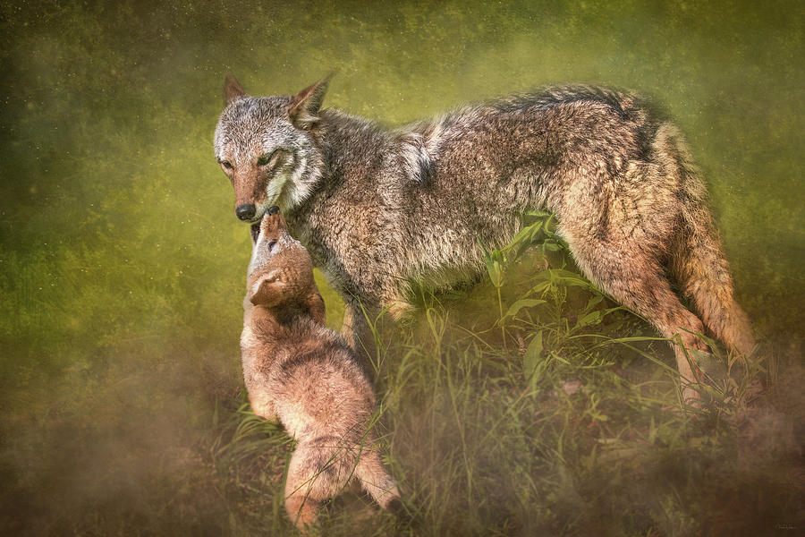 Coyote Digital Art - Tender Moment by Nicole Wilde