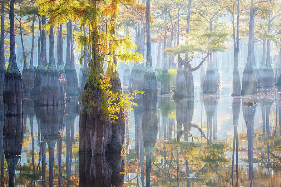 Tender Morning at Cypress Swamp Photograph by Alex Mironyuk