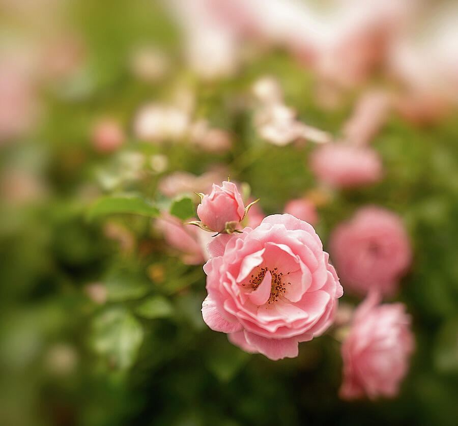 Tender Rose in My Garden  Photograph by Aleksandrs Drozdovs