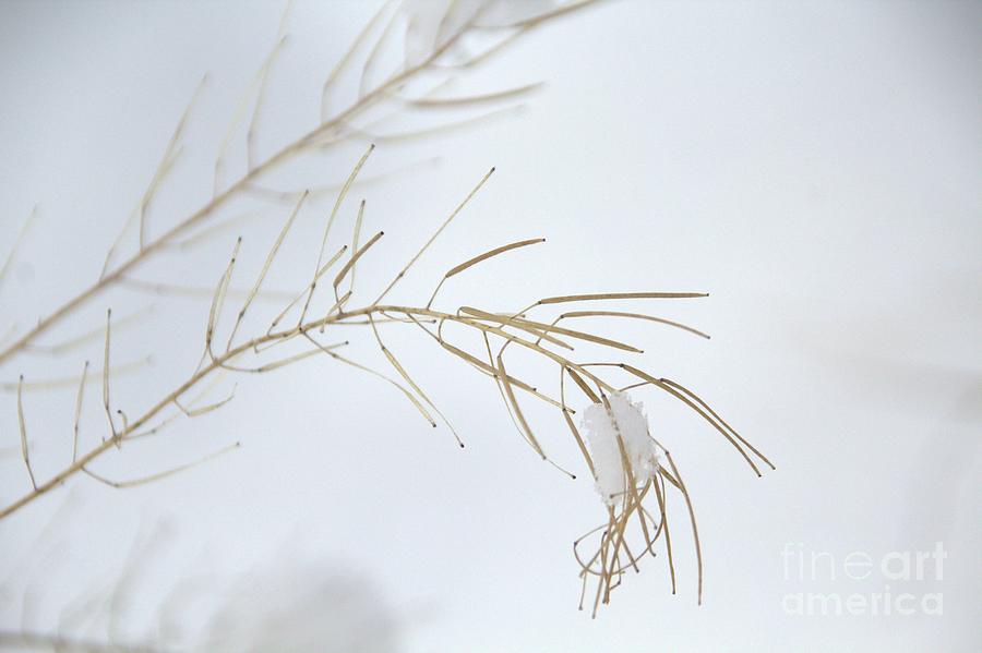 Snow Photograph - Tender Snow by Roland Stanke Snow Photograph - Tender Snow by Roland Stanke