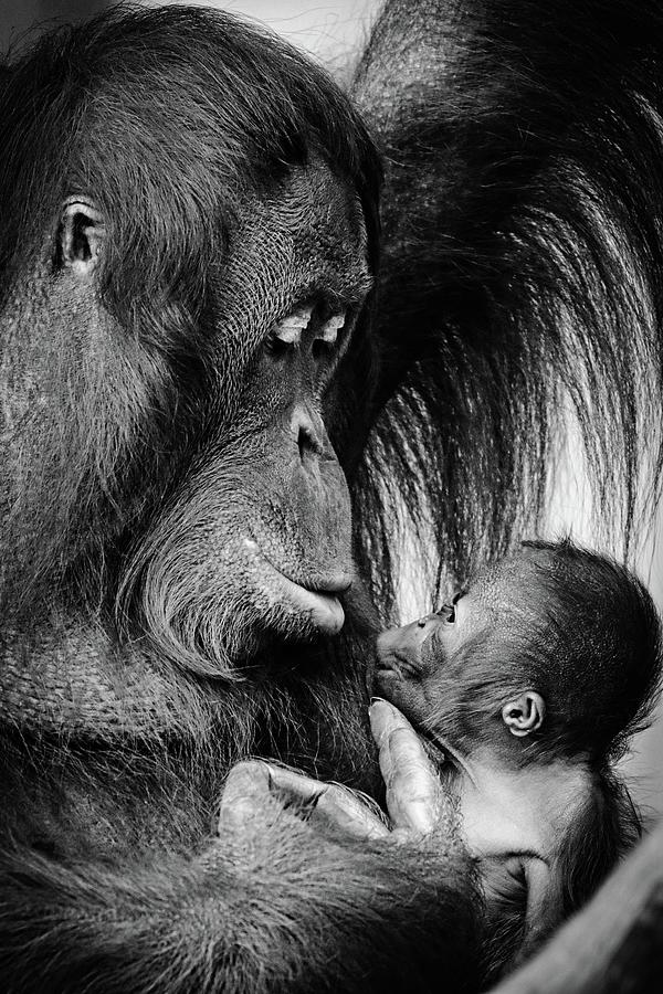 Orangutan Photograph - Tenderness BW by RT Photography