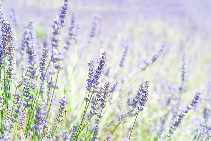 Tenderness Of Lavender Field Photograph