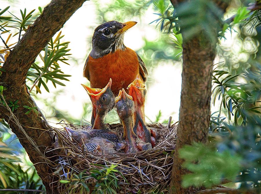 Tending The Nest Photograph by Mark Fuller