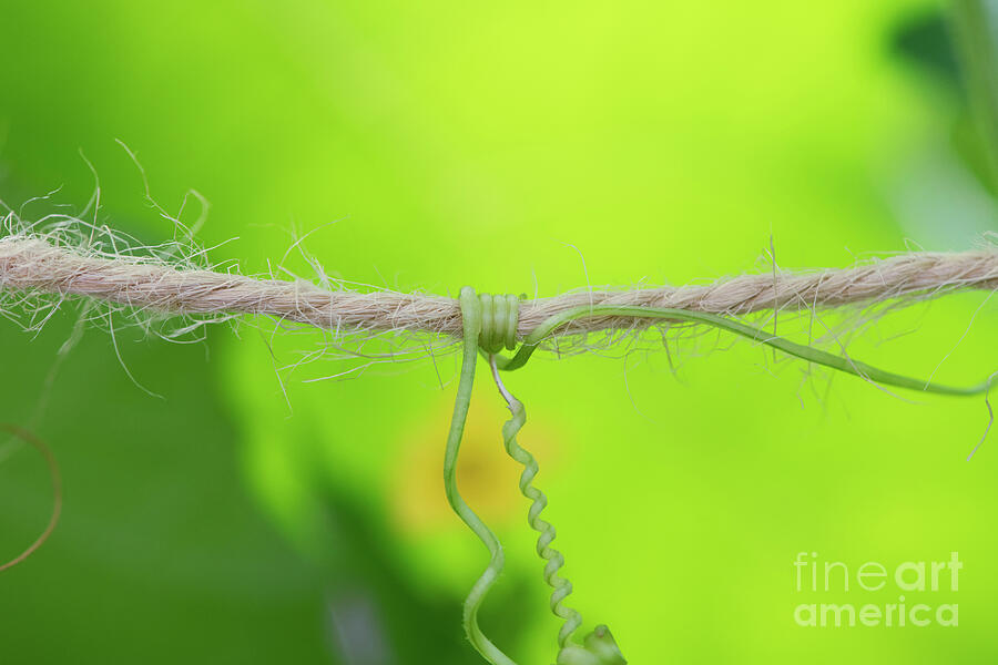 Tendril and Twine Photograph by Tim Gainey