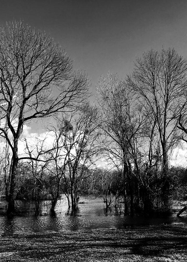 Tennessee Backwater Photograph by Nikki Chenault - Fine Art America