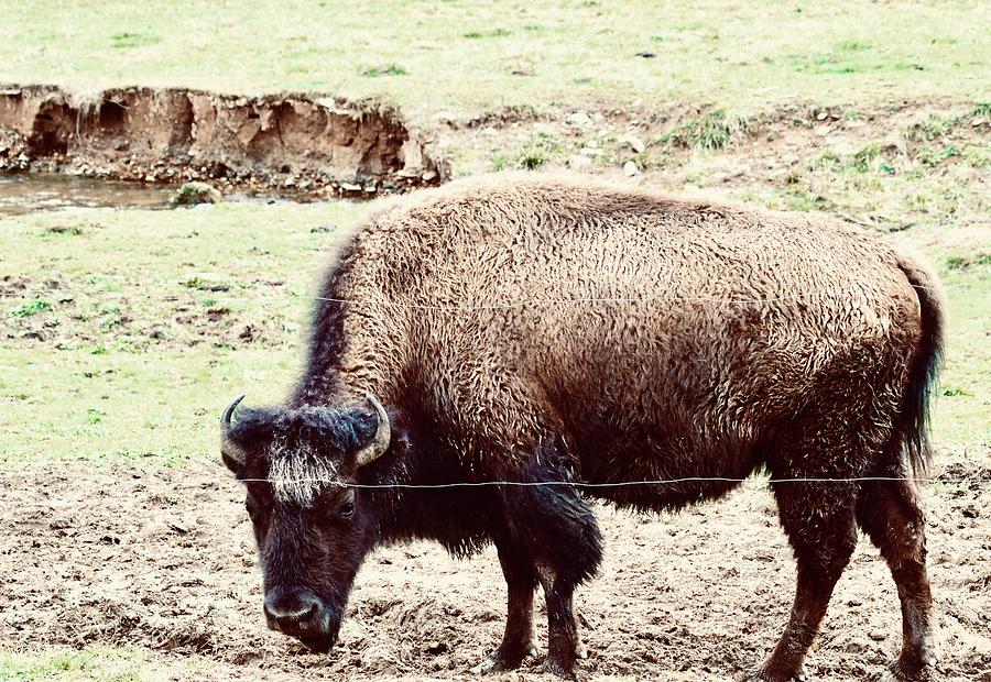 Tennessee Bison Photograph by Warren Thompson