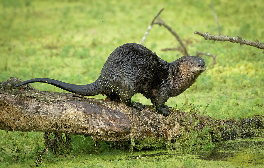Tennessee River Otter Photograph by Julie Barrick