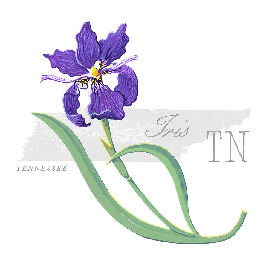 Tennessee State Flower Iris Art by Jen Montgomery Painting by Jen Montgomery
