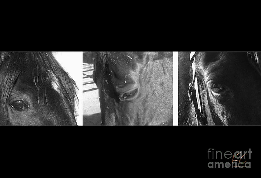 Black And White Photograph - Tennessee Walking Horse Eyes by Karen Conger