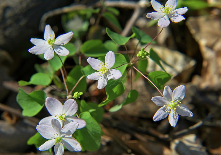 Tennessee White Wildflower 7 Photograph by Douglas Barnett | Fine Art ...